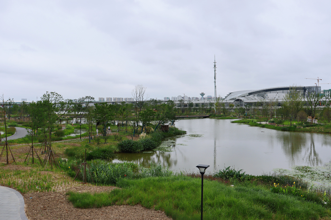 湿地公园 (1).JPG