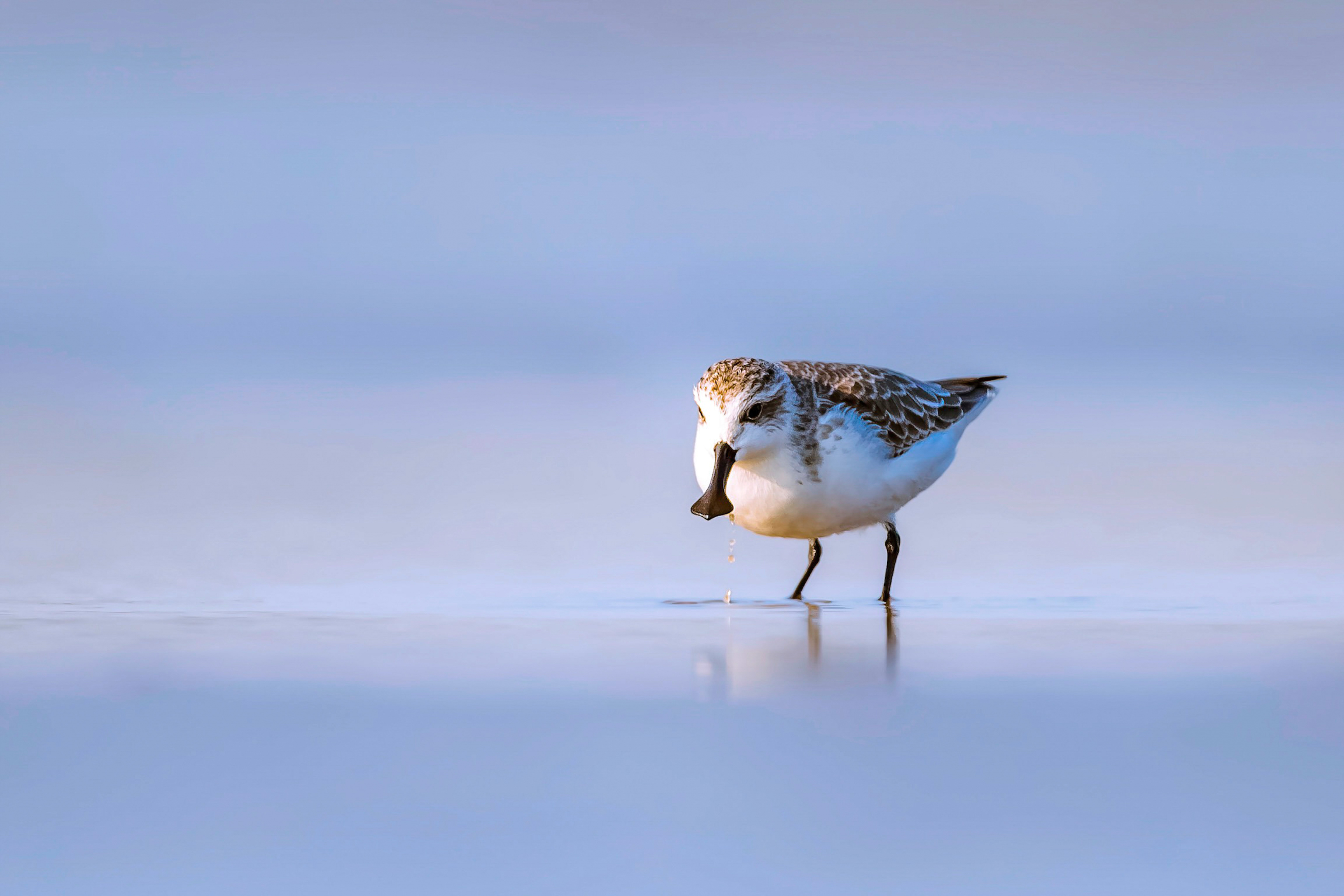 N27Spoon-billed sandpiper 1.jpg