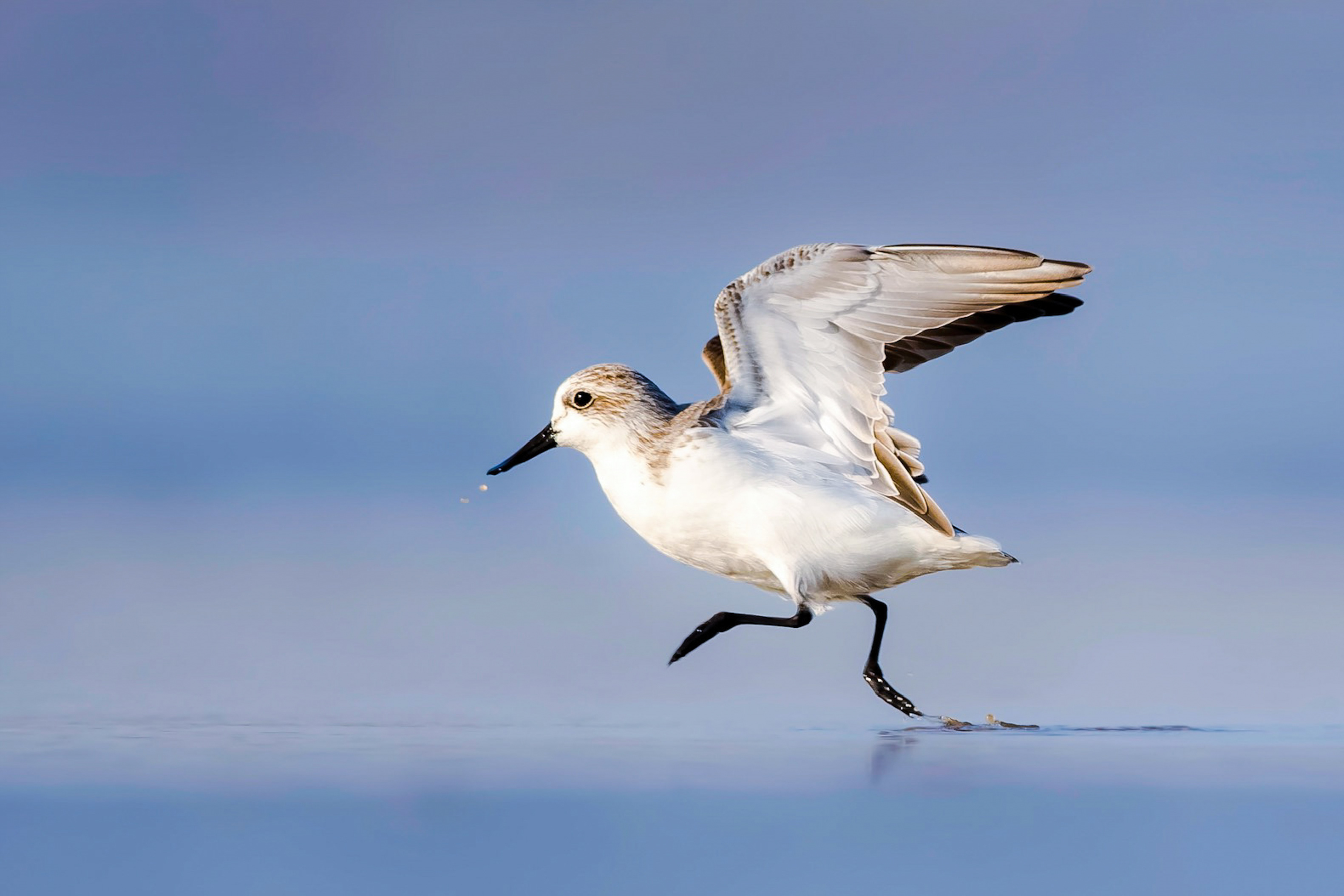 N27Spoon-billed sandpiper 2.jpg
