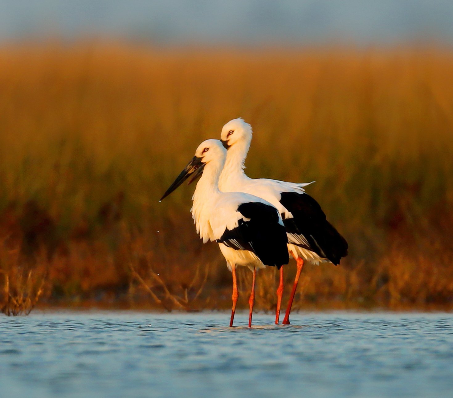 东方白鹳 李东明 摄__副本_副本.jpg