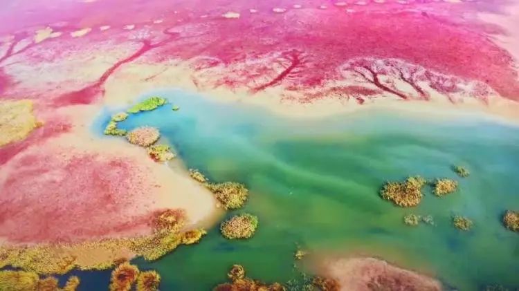 聆听盐城 | 漫游世界自然遗产，探秘神奇湿地风光