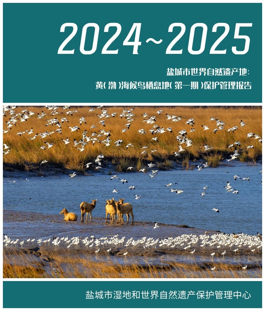 黄（渤）海候鸟栖息地（第一期）2024~2025年度保护管理报告