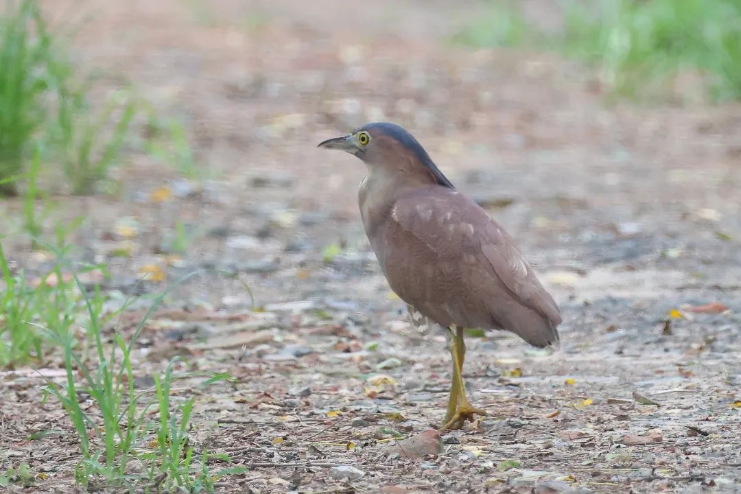黑冠鳽（ jiān ）！盐城，首次拍到！