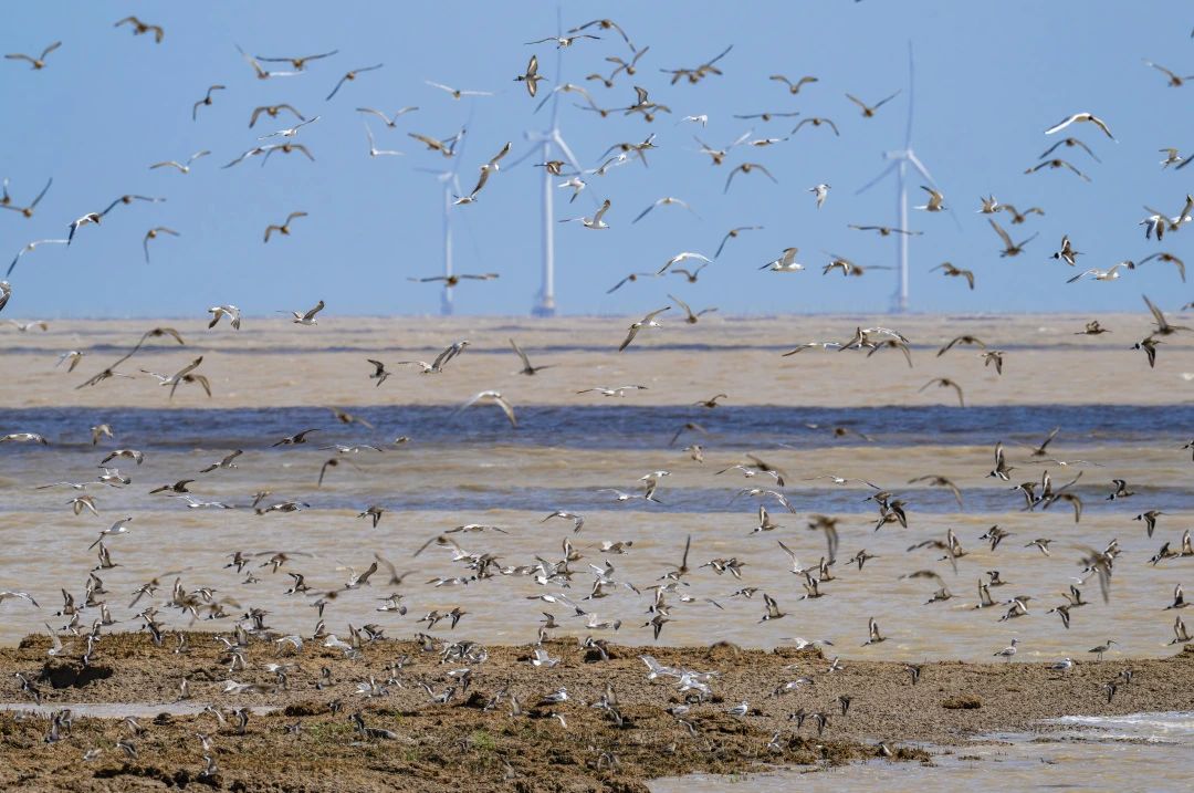 与你相“鹬”，黄海湿地秋迁先锋队来啦~