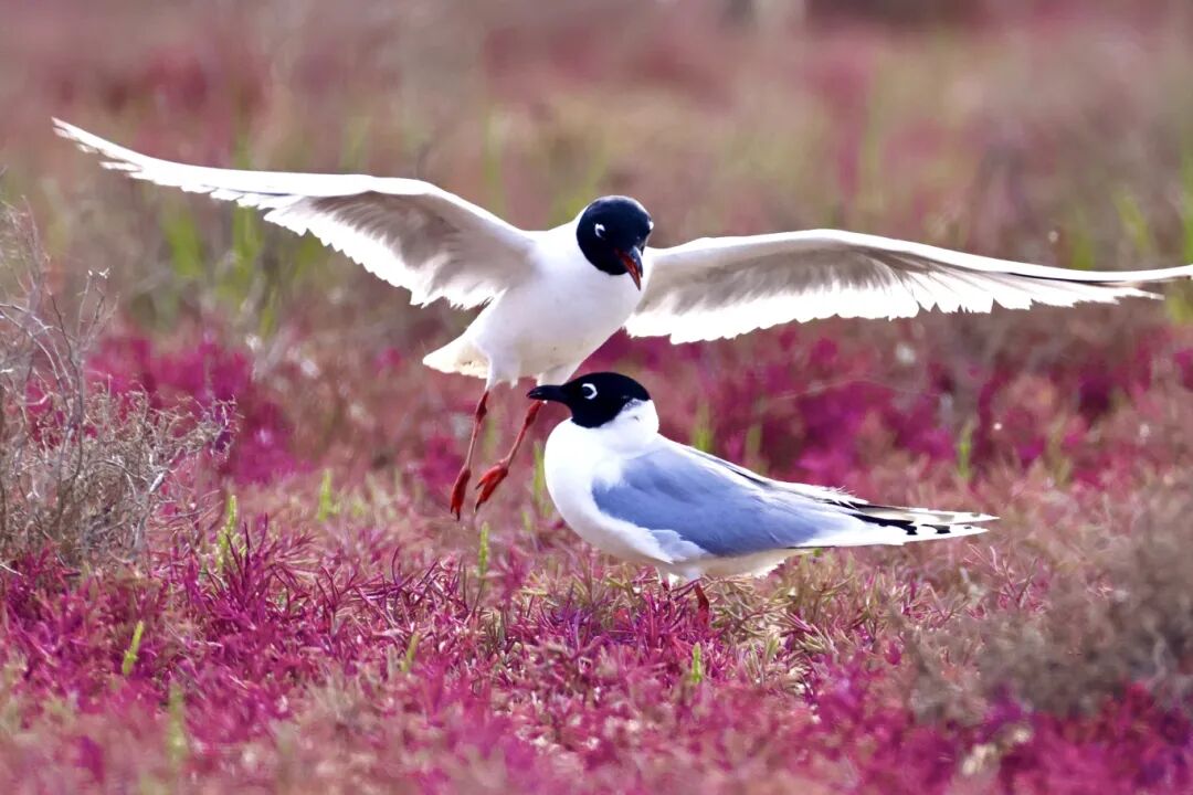讲座预告 | 与“鸟中绅士”的湿地之约