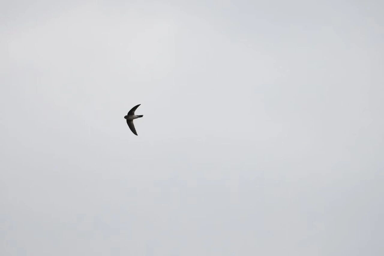 短嘴金丝燕，盐城鸟类名录喜添新记录！