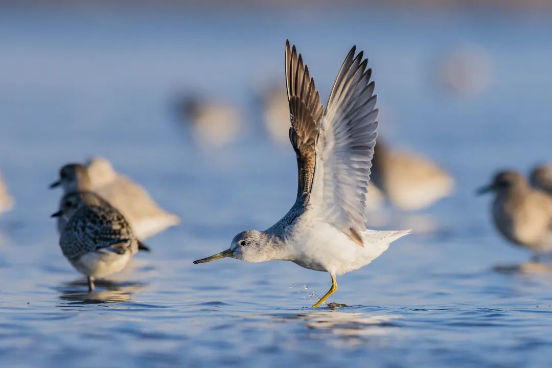 盐城到底有多少种鸟类？436种