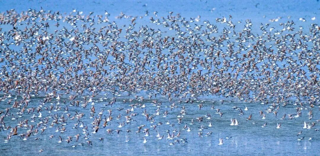 世界候鸟日 | 当全球候鸟开启年度大迁徙时，这里有一份盐城黄海湿地的守护答卷
