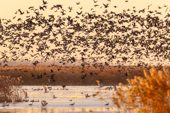 国庆假期——黄海湿地别样游 | 跟着地图解锁盐城的“湿”意黄金周