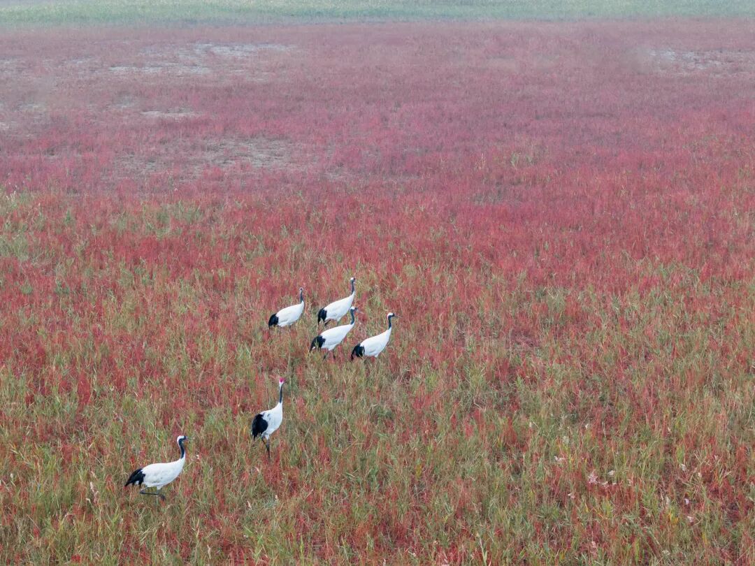 湿地红了 | 这场万众瞩目的时装秀正在悄然开展……